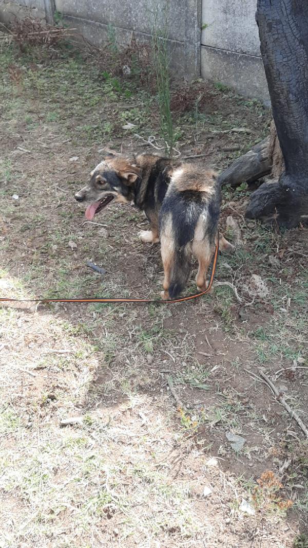 Antonino: Mix Lupetto Timido, Dolce Con Tutti 