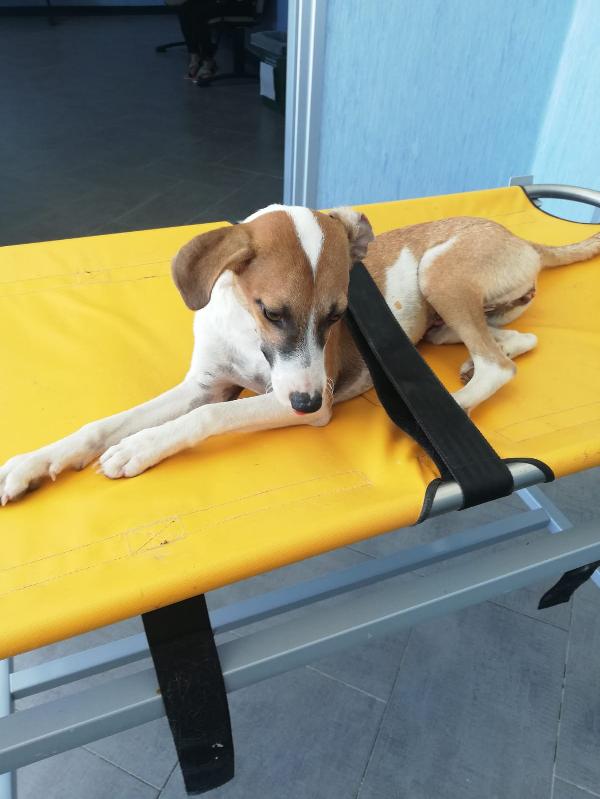  Michelle: Cucciolotta Taglia Piccola 