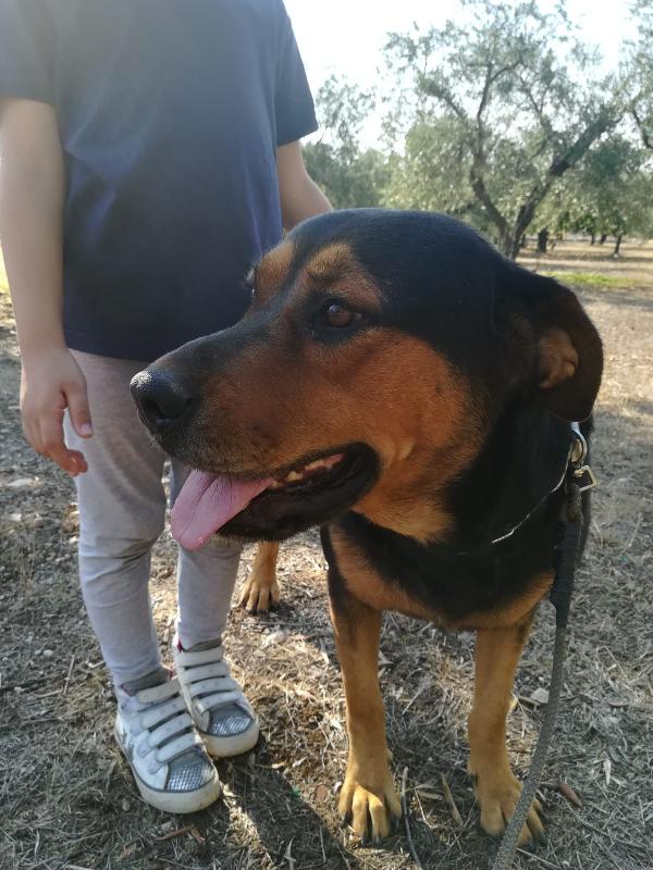 PUMA GIOVANE SIMIL ROTTWEILER DI 2 ANNI E MEZZO Foto 4