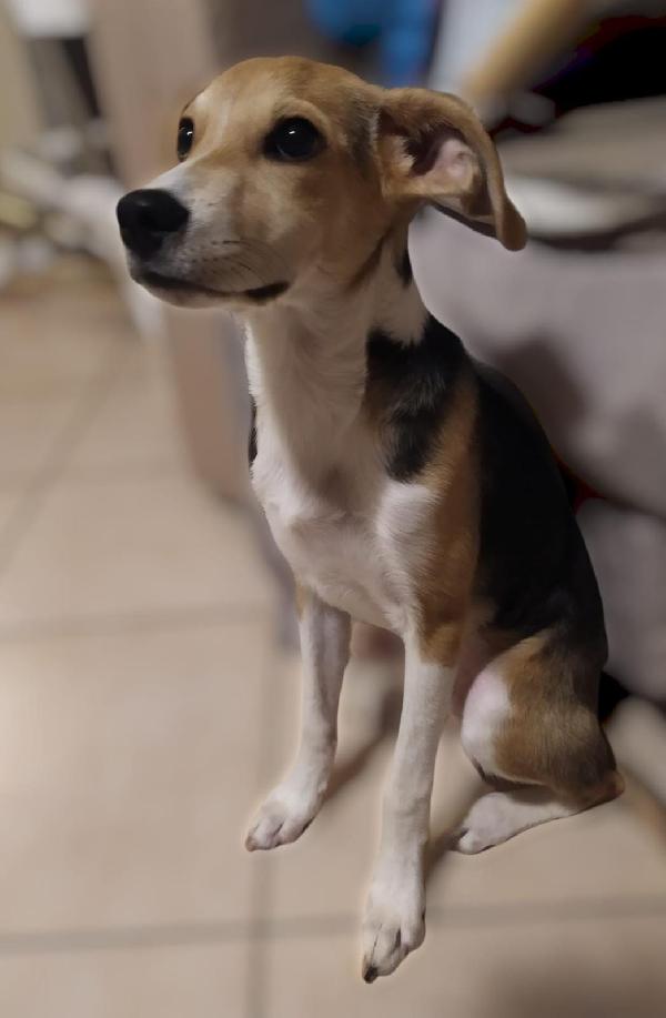  Alloro: Cucciolo Taglia Contenuta Cerca Nuova Famiglia 