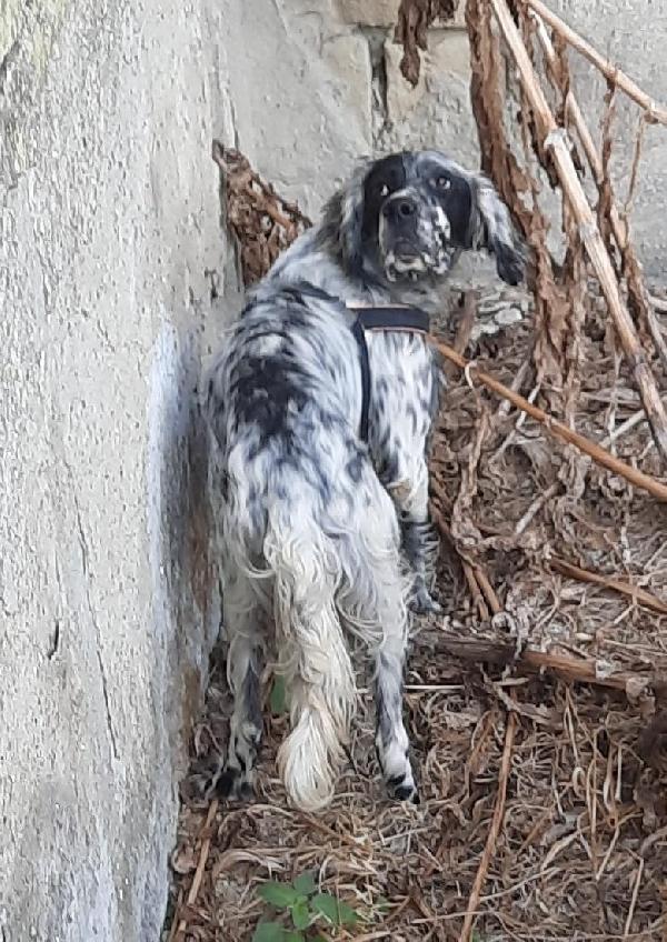 Smith: Giovane Setter Inglese Compatibile Con Tutt