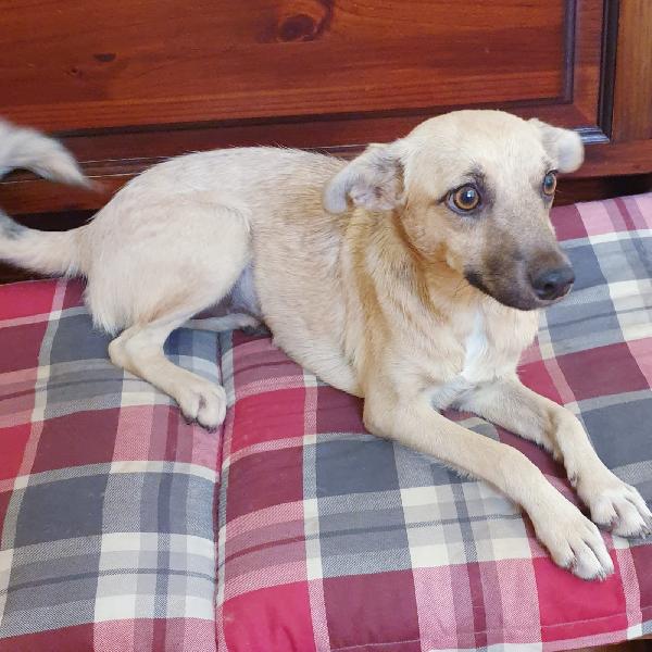 Laila: Cucciolotta Taglia Piccola 