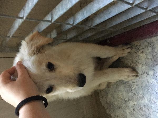 Cucciolo Golia Cerca Casa 