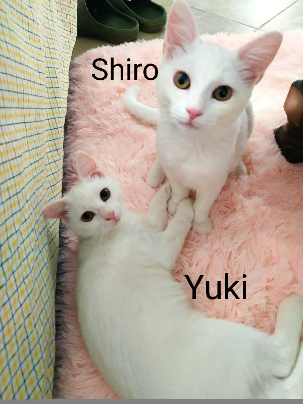 Gattine Bianche In Adozione