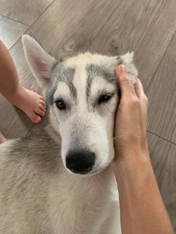 Dakota, Cucciola Husky!