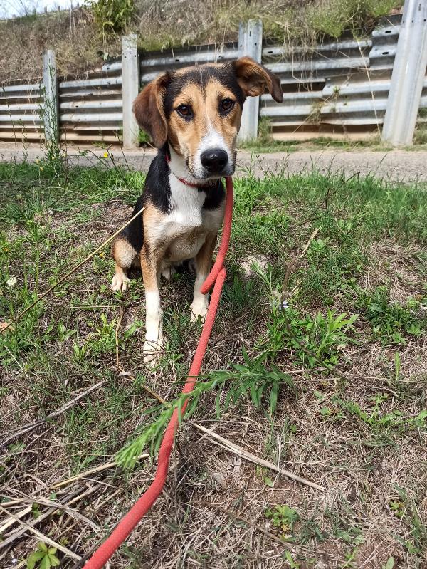 Il Cucciolo Miky Cerca Casa!