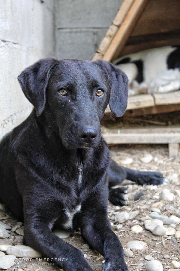 Tyson, Dolcissimo Segugio Nero