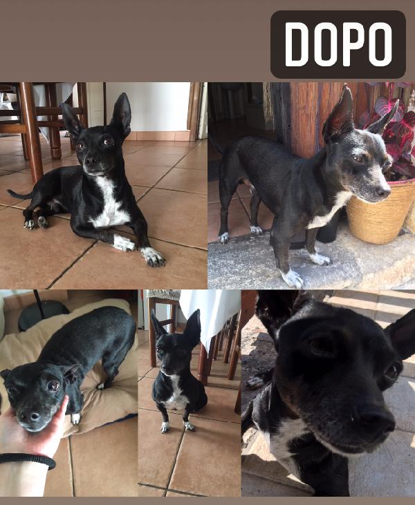 Pinscher Yuri Cerca Casa 