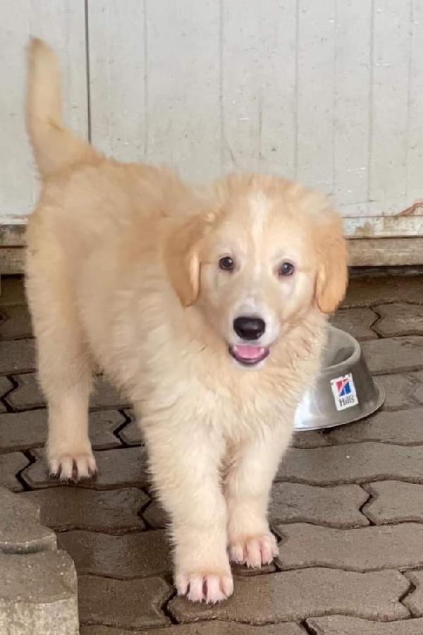 Cucciolo, Mix Maremmano!