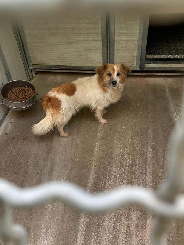 Miranda, Taglia Piccola! (9Kg)