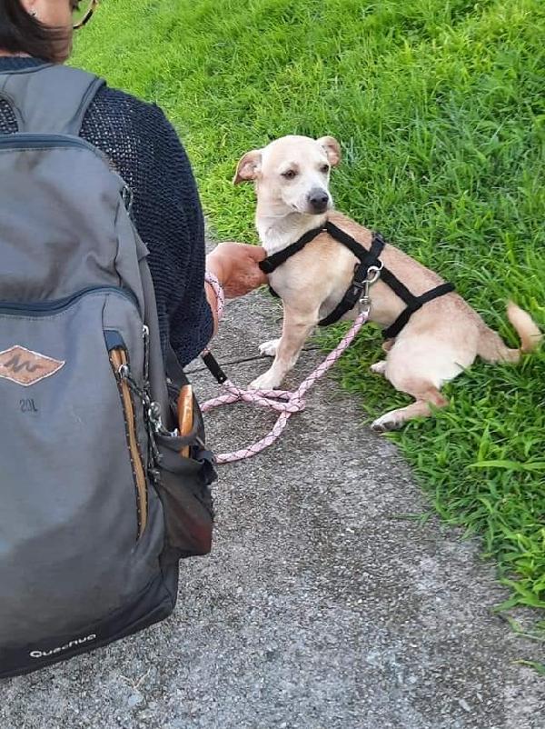 Simba: Cucciolotto Taglia Piccola Affettuoso Con Tutti 