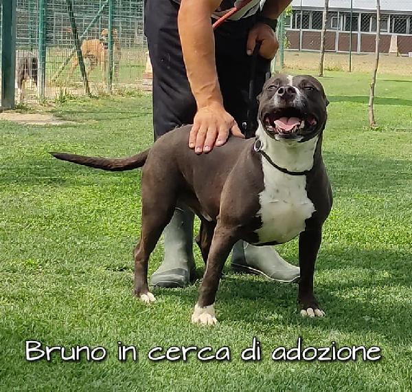 Bruno Pitbull In Adozione