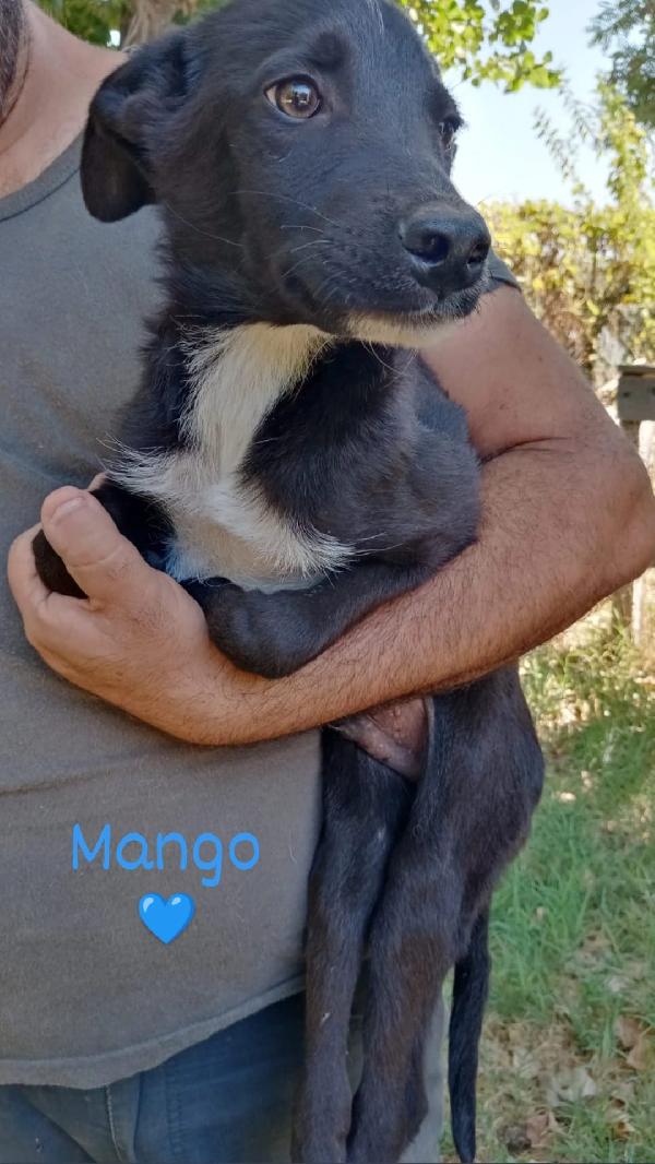 Mango E Mora: Cuccioloni Taglia Media Cercano Adozione O Stallo 