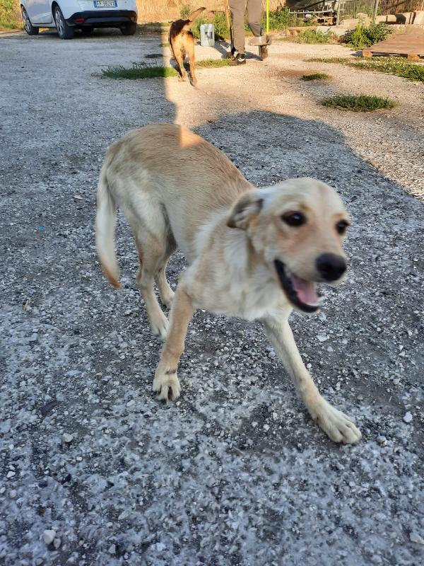  Tulipana: Cucciolotta Taglia Media Adozione O Stallo 