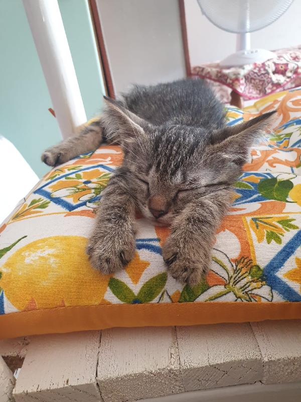 Baby: Micetta Affettuosa 2 Mesi 