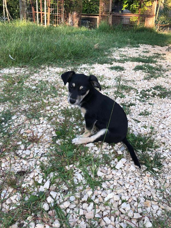 Lilla 3 Mesi - Taglia Piccola