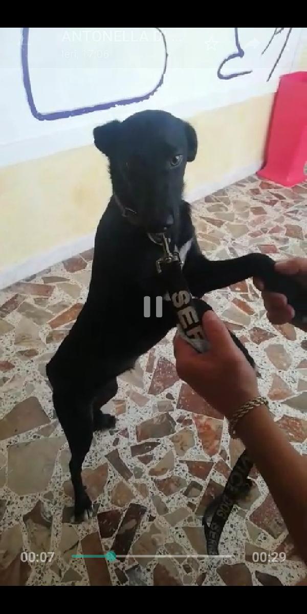 Aurora: Cucciolotta Taglia Contenuta 