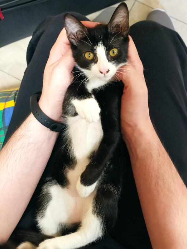  Kika: Cucciola Affettuosa E Socievole 