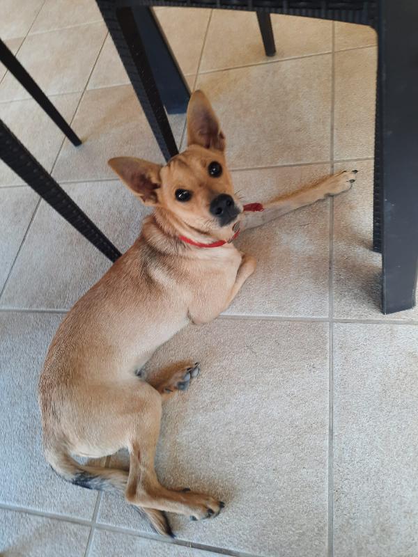 Gianni: 8 Mesi, Taglia Piccola, Socievole E Dolce 