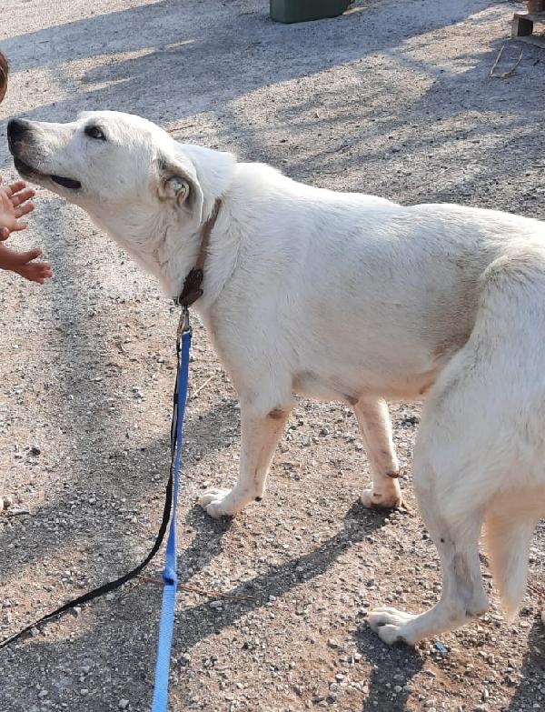  Groenlandia: Giovane, Docile, Equilibrata 