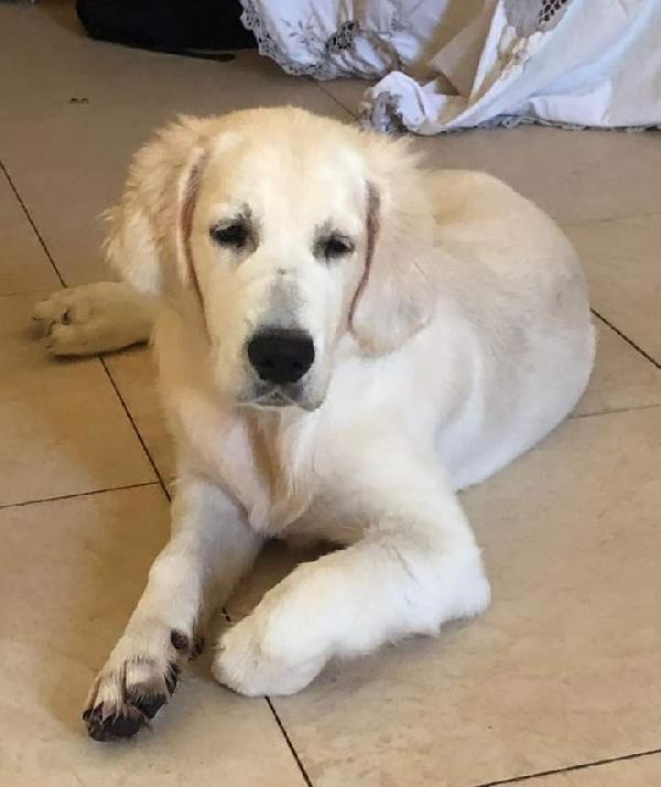 Tiffany, Golden Retriever! ( Adottabile In Lazio)