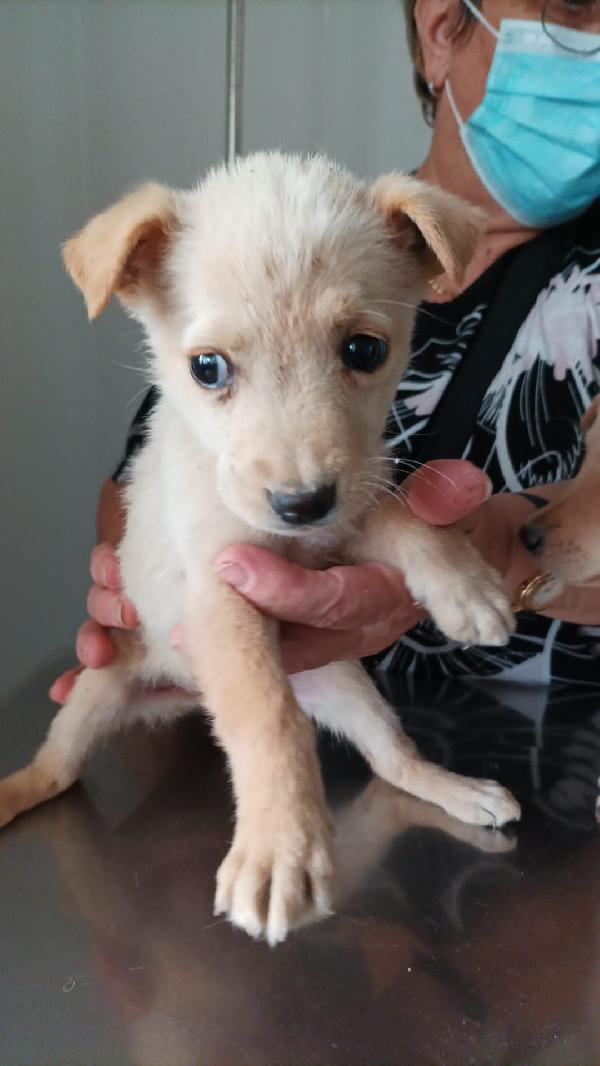 Cucciole Taglia Piccola Cercano Adozione O Stallo 