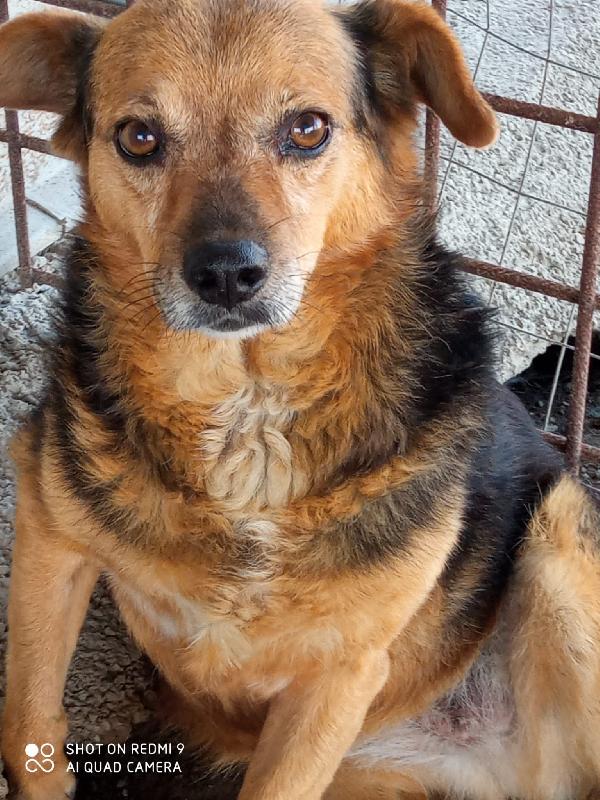 Cicciottella Taglia Contenuta Cerca Adozione O Stallo 