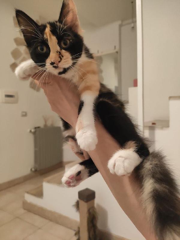 Diva Bellissima Gattina Cerca Casa