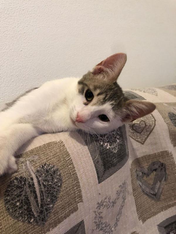 Leo: 4 Mesi, Affettuoso E Socievole 