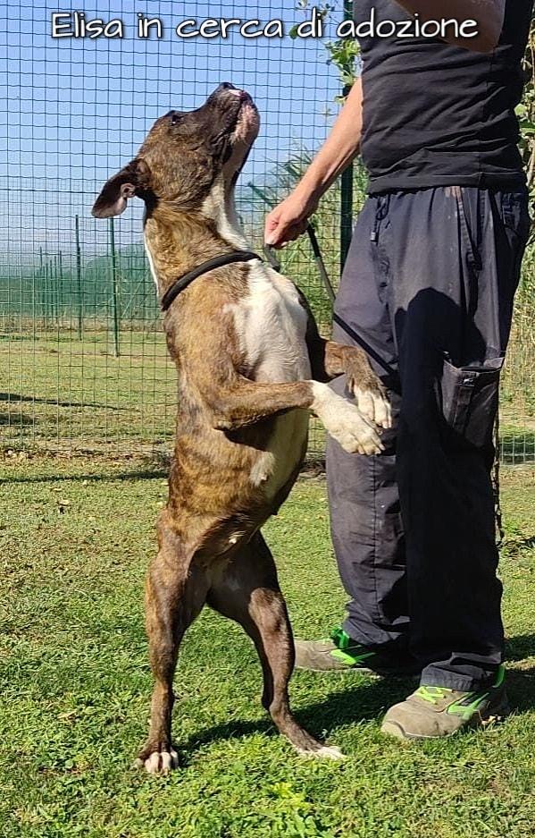 Elisa Simil Staffordshire Bull Terrier In Adozione