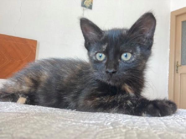 La Piccola Tartina Cerca Una Famiglia