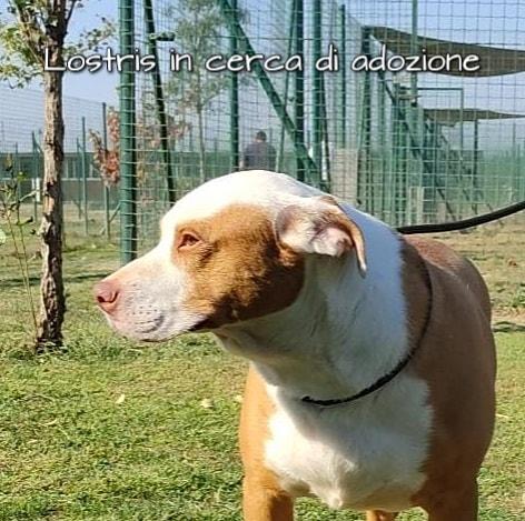 Lostris Pitbull In Adozione