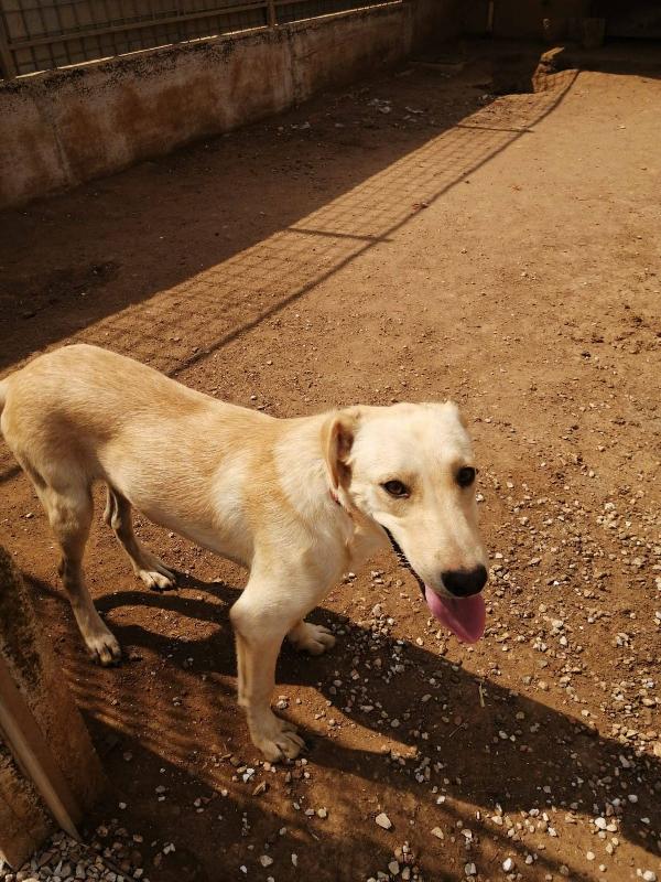 Gennarino: Cucciolone Gentile E Buono Con Tutti 