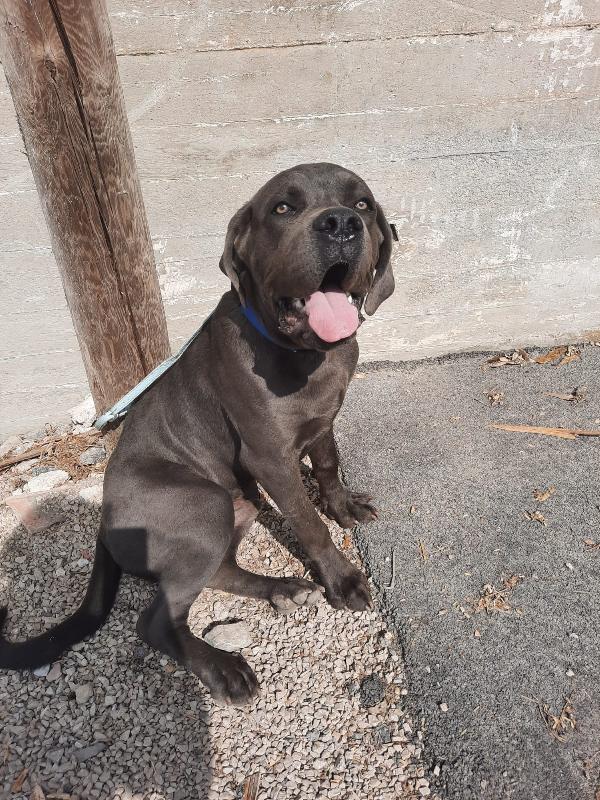 Cane Corso 6 Mesi Buono Con Bimbi, Cani E Gatti 