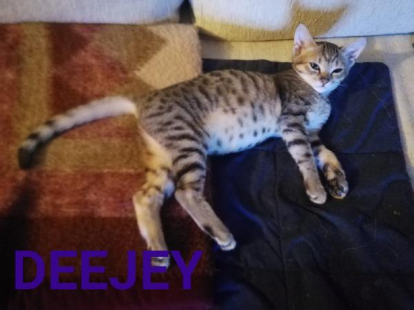 Gattine 5 Mesi! ( Adozione Provincia Bologna)