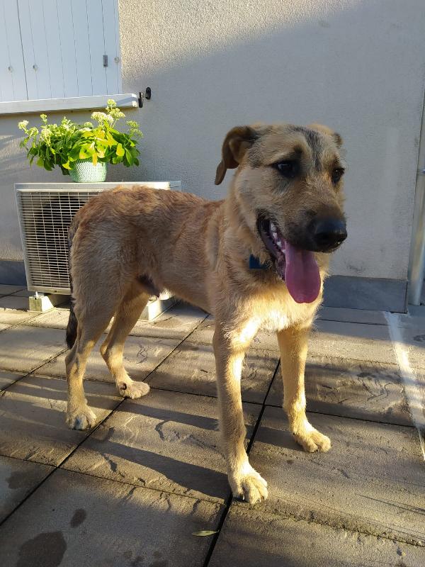 BILBO SPLENDIDO CUCCIOLO FUTURA TG GRANDE Foto 2