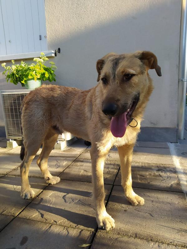 BILBO SPLENDIDO CUCCIOLO FUTURA TG GRANDE Foto 3