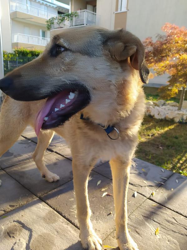 BILBO SPLENDIDO CUCCIOLO FUTURA TG GRANDE Foto 4