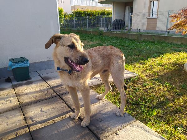 BILBO SPLENDIDO CUCCIOLO FUTURA TG GRANDE Foto 5