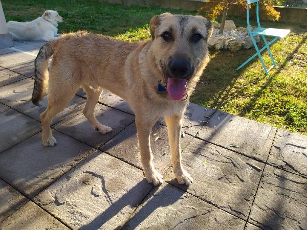 BILBO SPLENDIDO CUCCIOLO FUTURA TG GRANDE Foto 7