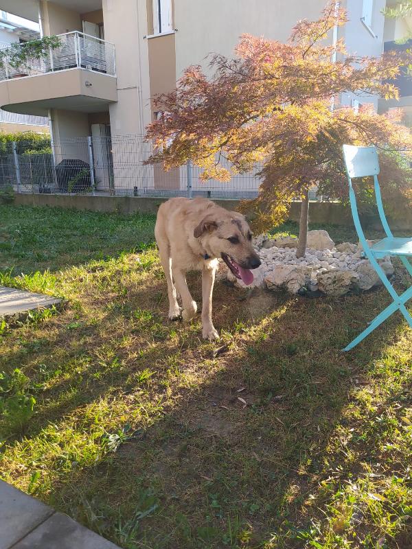 BILBO SPLENDIDO CUCCIOLO FUTURA TG GRANDE Foto 8