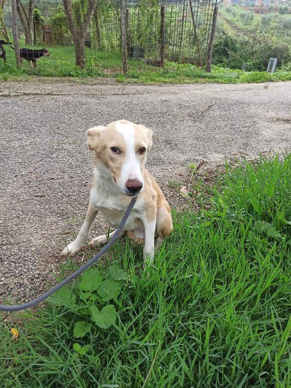 LEON SPLENDIDO CUCCIOLO DI 10 MESI TAGLIA MEDIA Foto 6