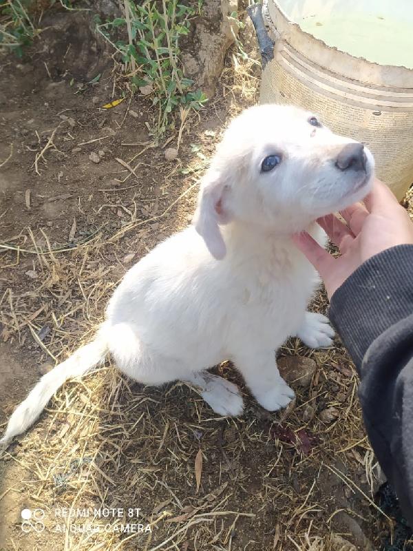 Muffin Cucciolo Dolcissimo