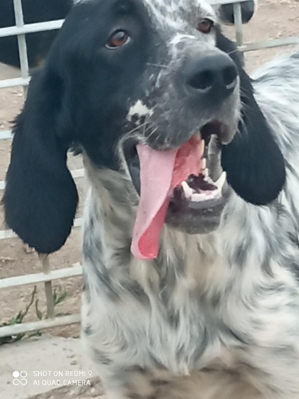 Christian: Giovane Setter Equilibrato, Socievole 