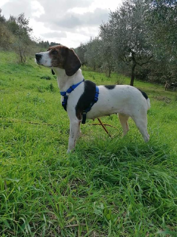 Sparta, Dolce Mix Beagle 