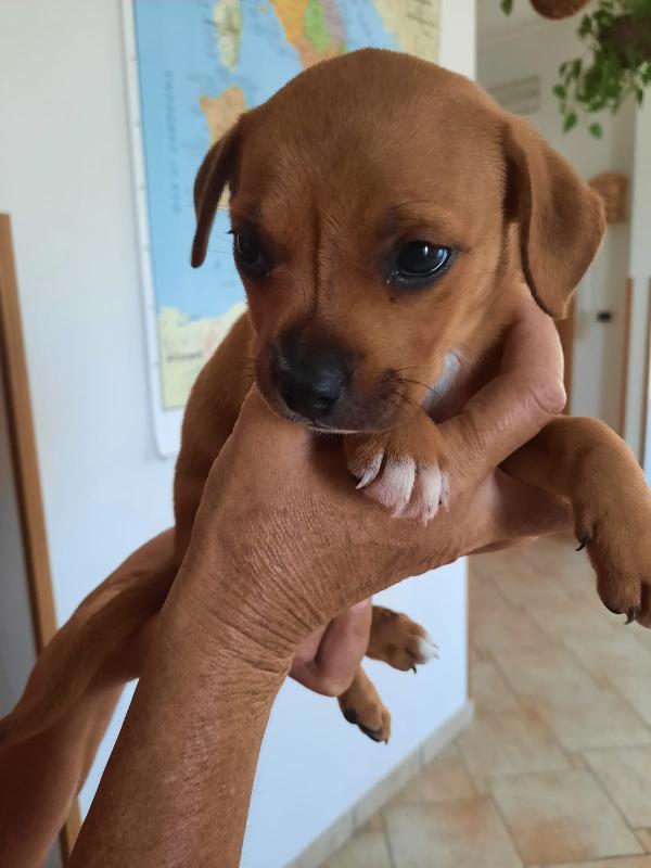  Lisbona: 2 Mesi Taglia Medio Piccola 