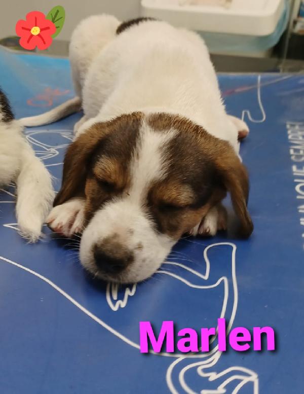  Marlen E Nadine Cercano Adozione O Stallo 