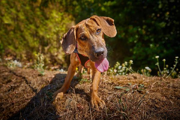 Maya Musetto Simpatico