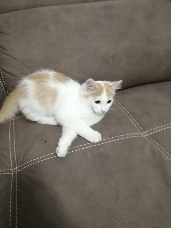 Cercasi Casa Per Gattino Di 3 Mesi Di Nome Milo 