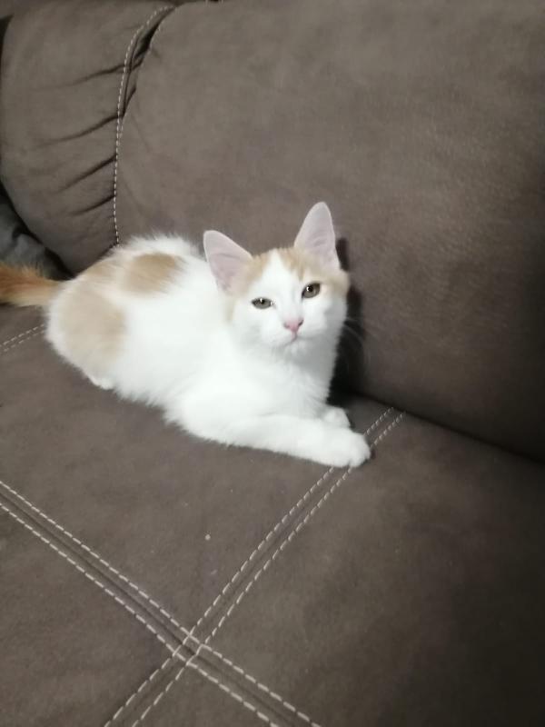 Cercasi casa per gattino di 3 mesi di nome milo  Foto 2